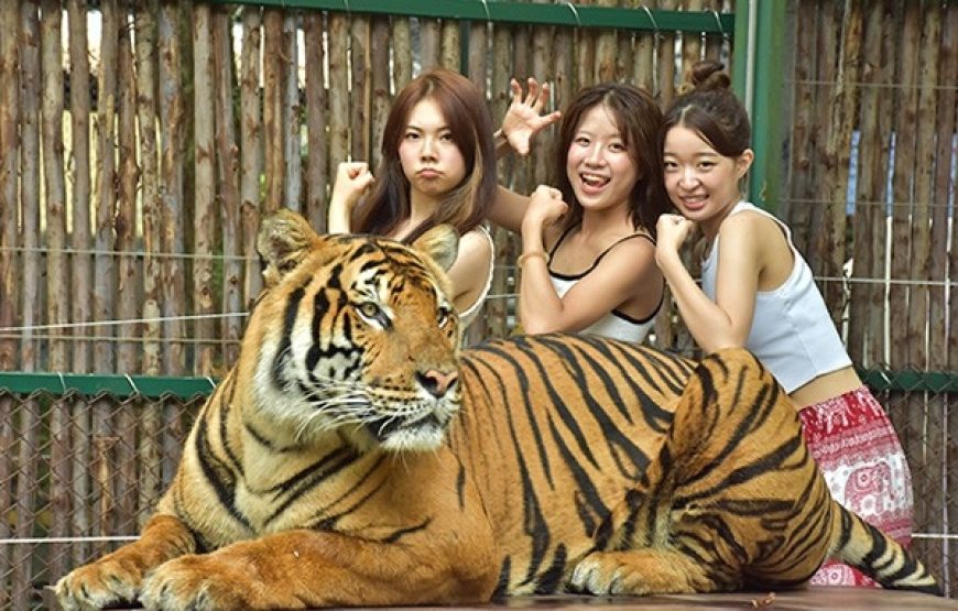 Tiger Kingdom