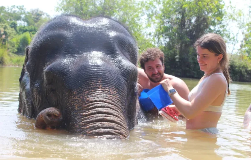 Elephant Sanctuary : Feed and Bath