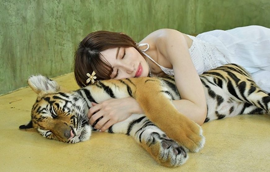 Tiger Kingdom
