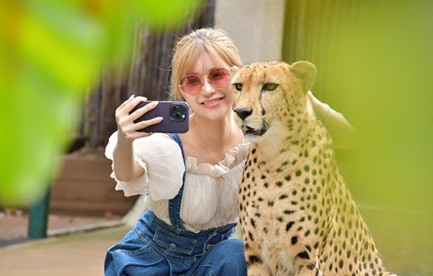 Tiger Kingdom