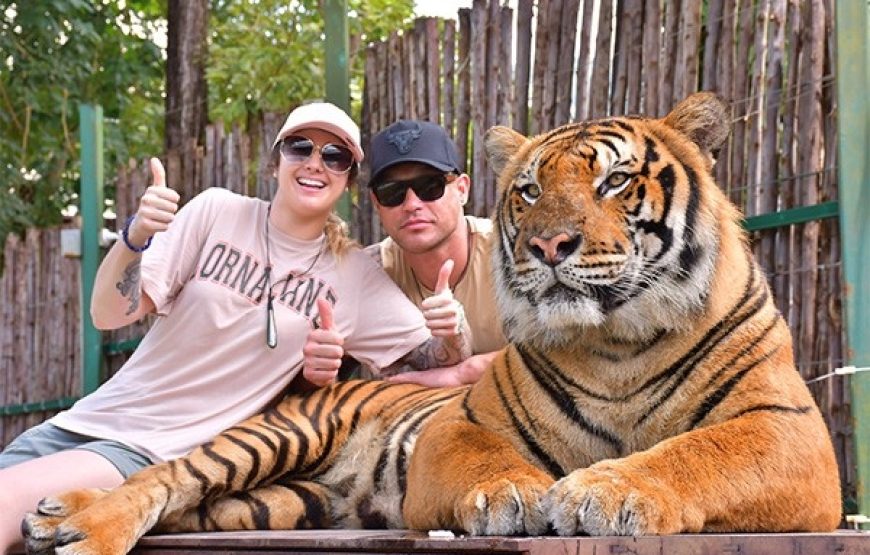 Tiger Kingdom