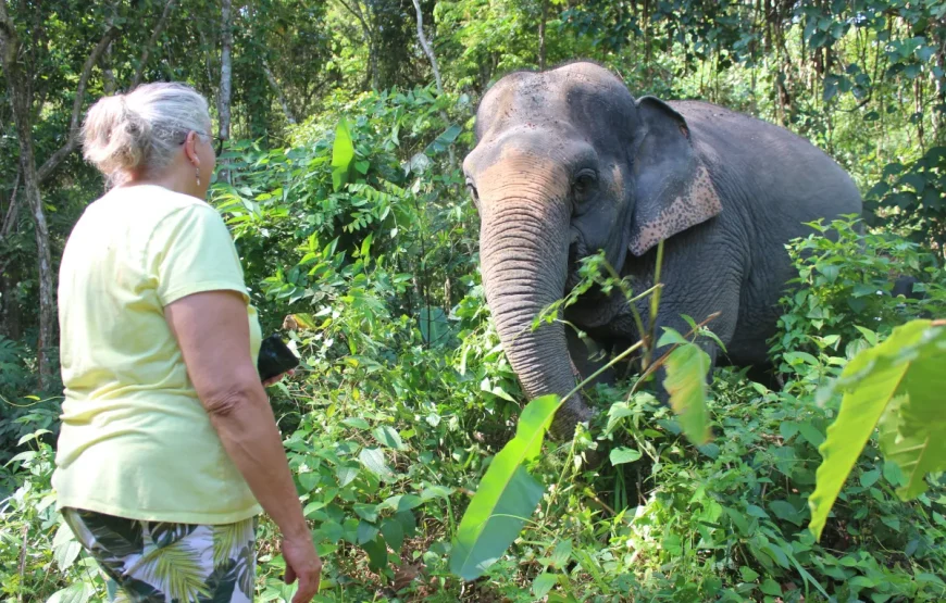 Elephant Sanctuary : Feed and Bath