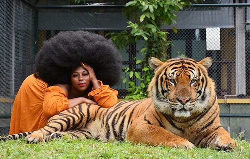 Tiger Kingdom
