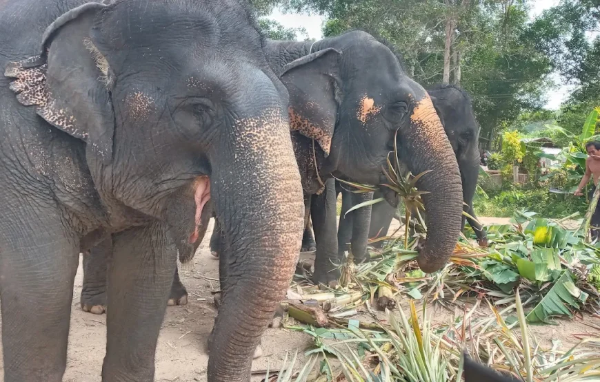 Elephant Sanctuary : Feed and Bath