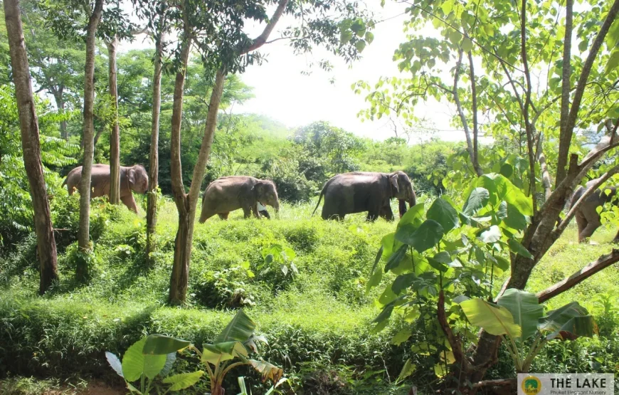 Elephant Sanctuary : Feed and Bath