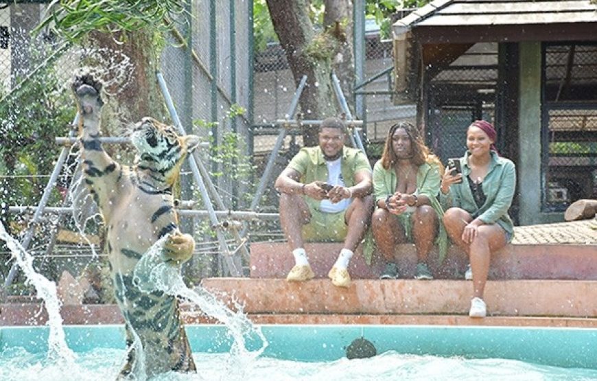 Tiger Kingdom