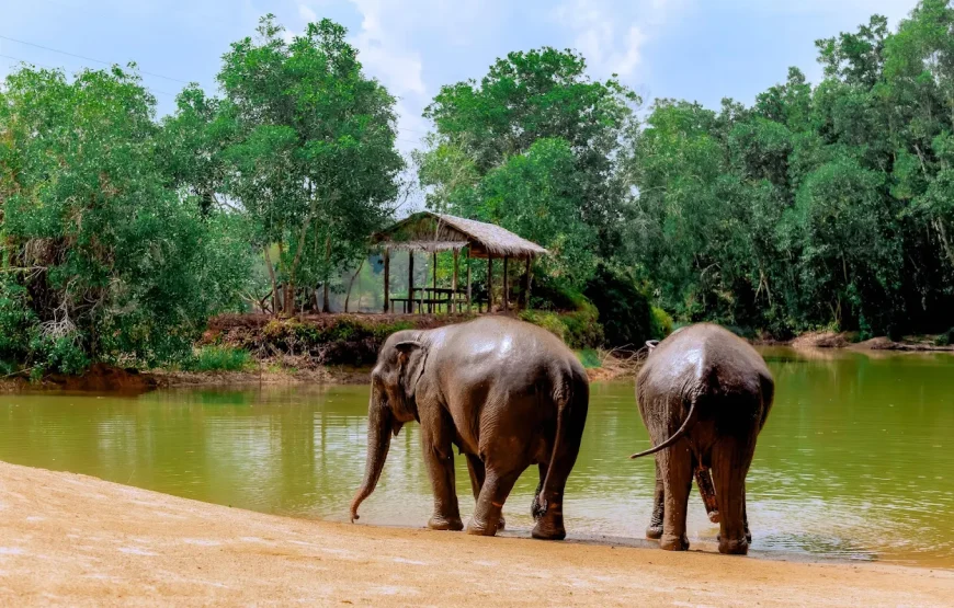 Elephant Sanctuary : Feed and Bath