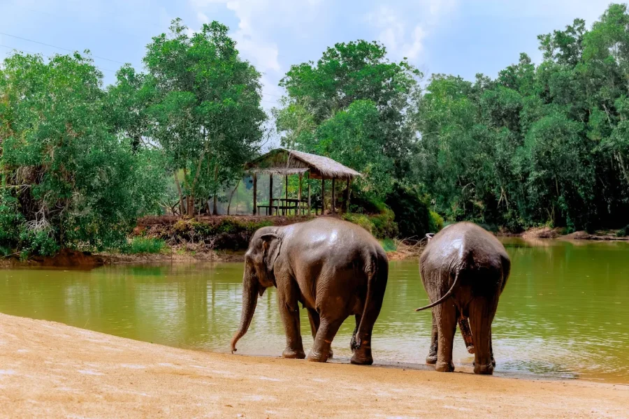 Elephant Sanctuary : Feed and Bath
