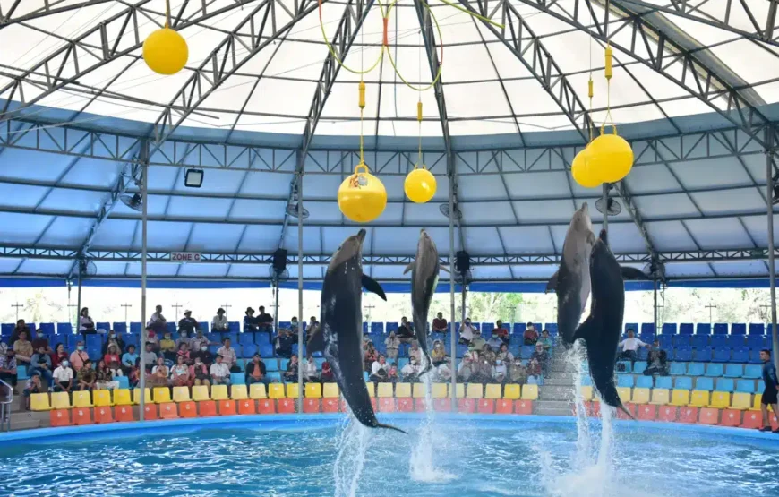 Dolphin Show