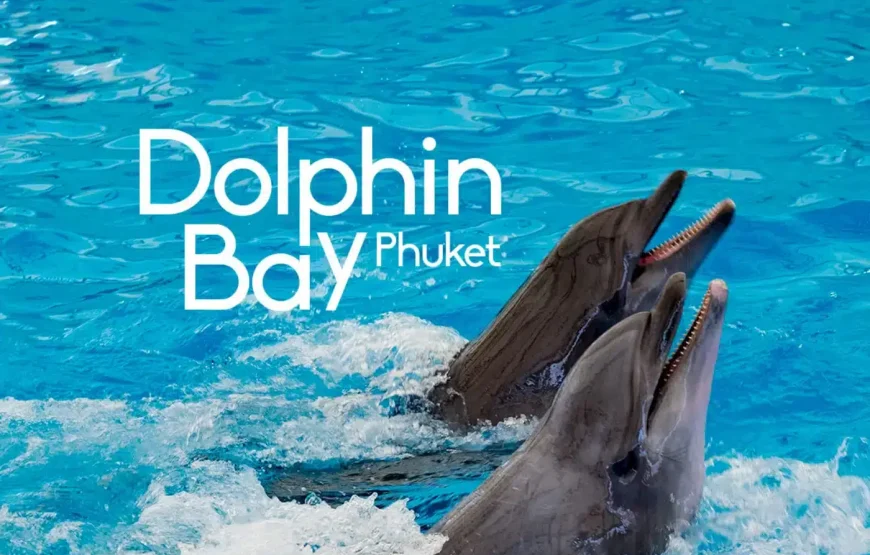 Dolphin Show