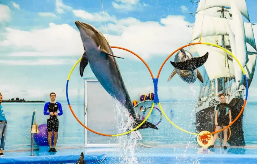 Dolphin Show