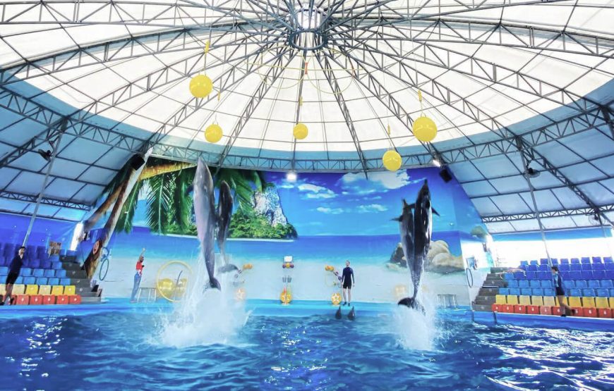 Dolphin Show