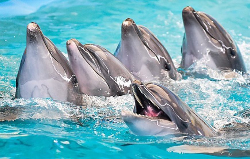 Dolphin Show