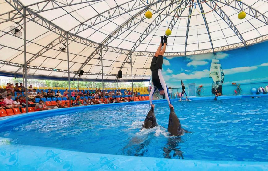 Dolphin Show