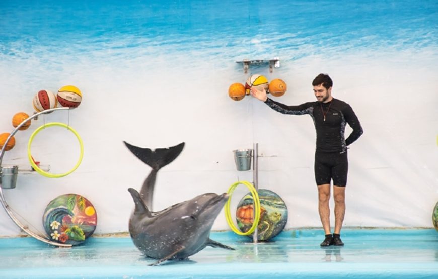 Dolphin Show